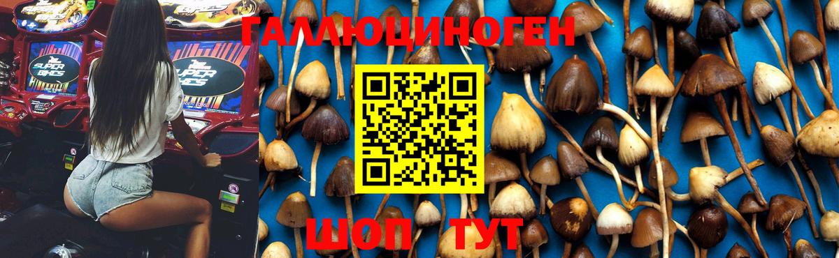 Псилоцибиновые грибы GOLDEN TEACHER  Вход с VPN  Мытищи 